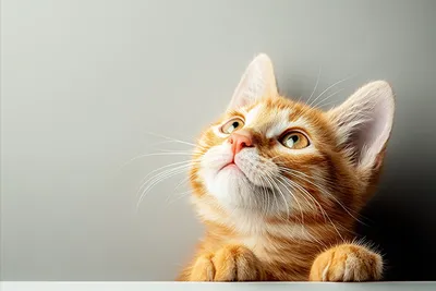 Pet Photo Editing Services